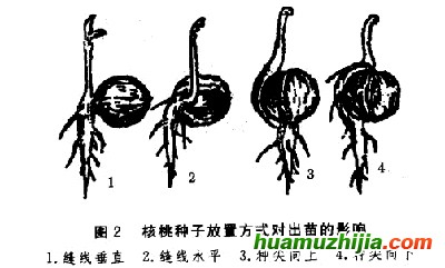 播種育苗技術