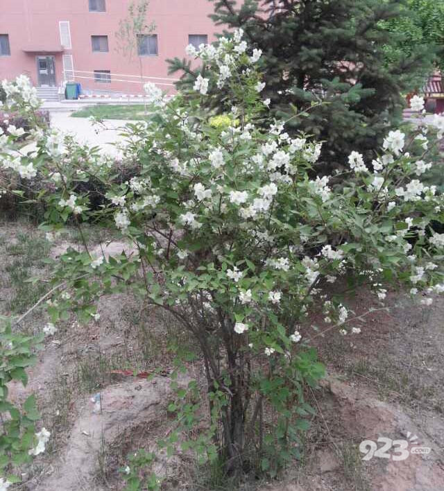 點(diǎn)擊打開原圖 山梅花
