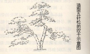 造型五針松