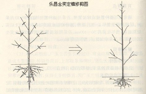 樂昌含笑樹