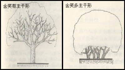 含笑花