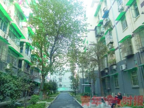 杭州：這棵礙事的泡桐樹要不要挪