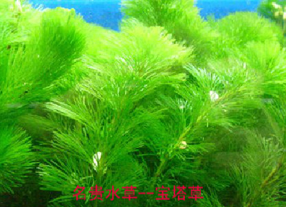 寶塔草