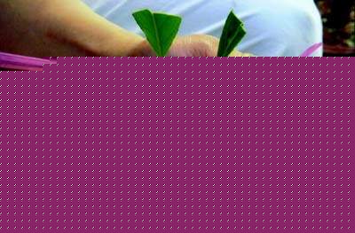 茶花