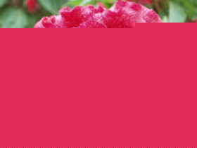 雞冠花
