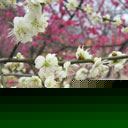 ÷
