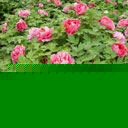 ĵDƬ