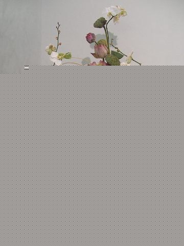 ͻg