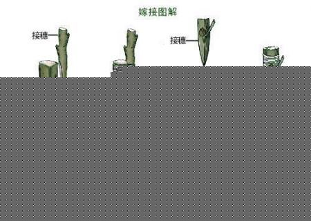 (sh)޽