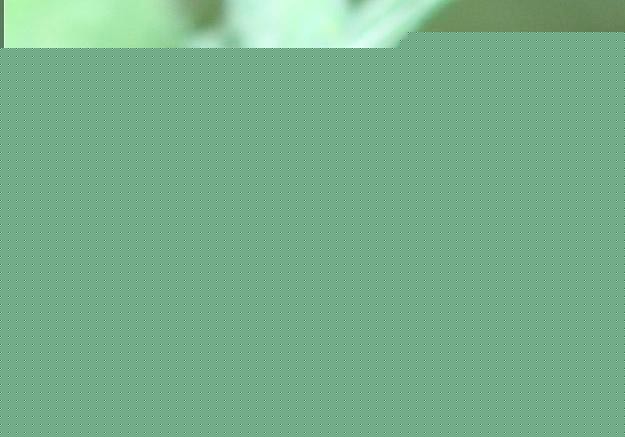 tţ