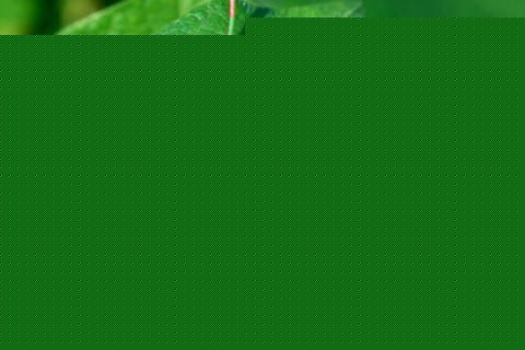۶