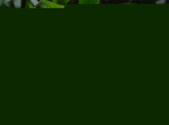 dӻ