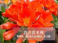 君子蘭