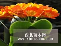 君子蘭