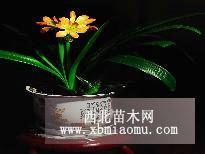 君子蘭