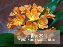 君子蘭