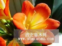 君子蘭