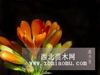 君子蘭