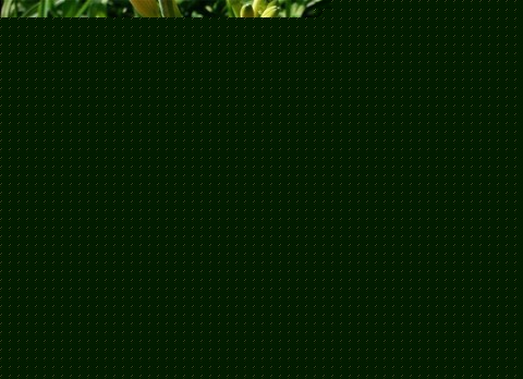 ݵķֳg