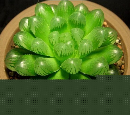 ¶