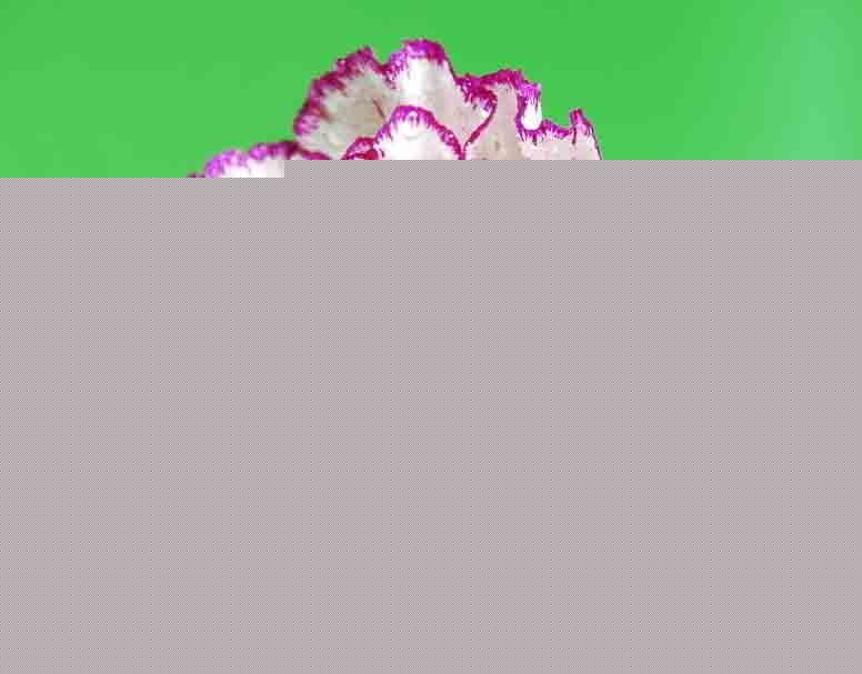 ܰDƬ