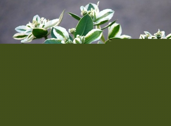 y߅B(yng)ֳ
