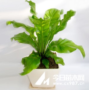 鳥巢蕨