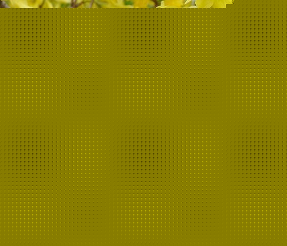 ӭ