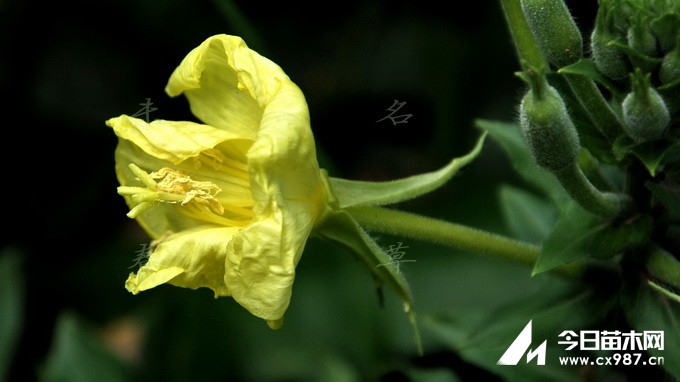 Ҋ