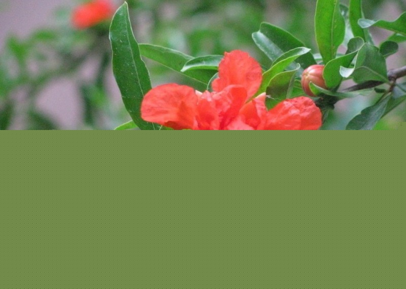 ʯ
