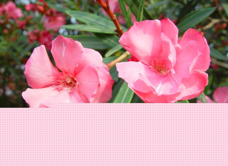 ʹ½ĊA