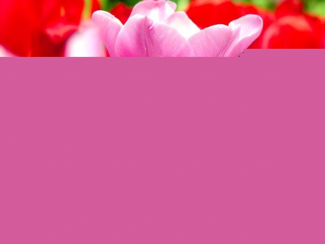 ʹëlÓ