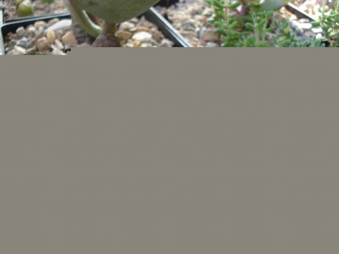 ɃCrassula deceptorBoDģ