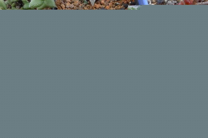 zSempervivum arachnoideumB(yng)o