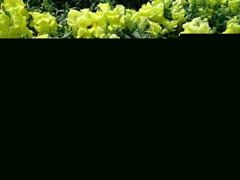 ~ݷNֲ෽֮һ