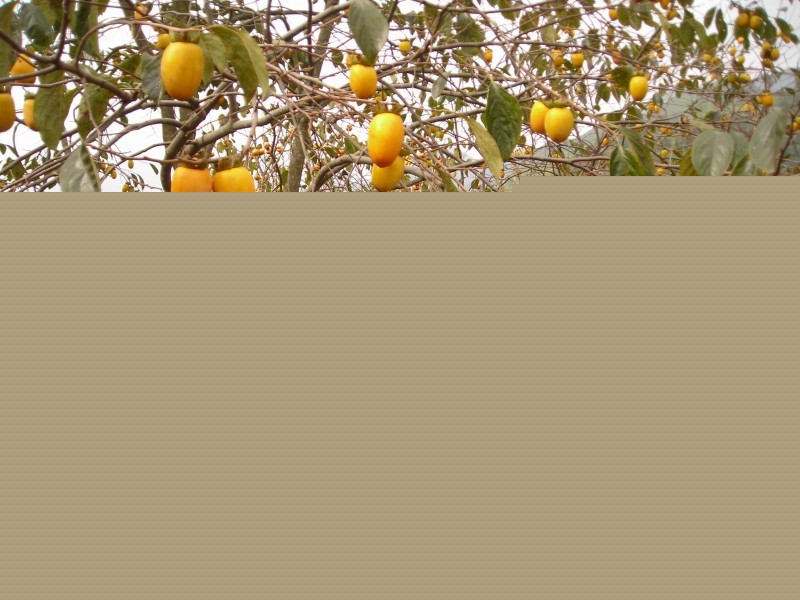 Ә(sh)