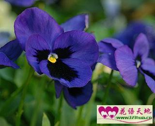 紫色三色堇的花語(yǔ)：沉默不語(yǔ)