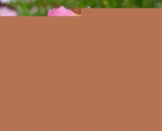 tɫrͻÈ