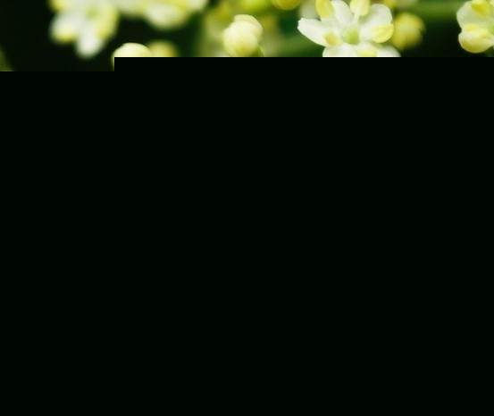 ͥB(yng)Mзֳ
