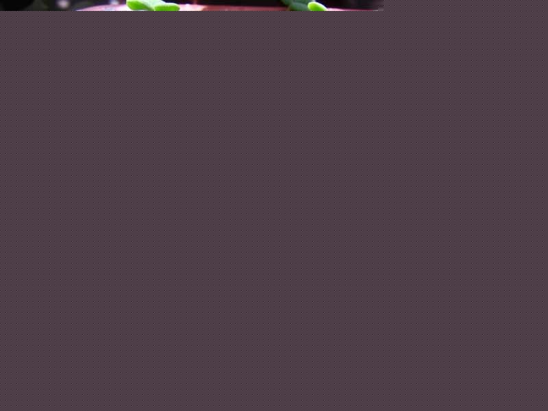 ˷Nֲ