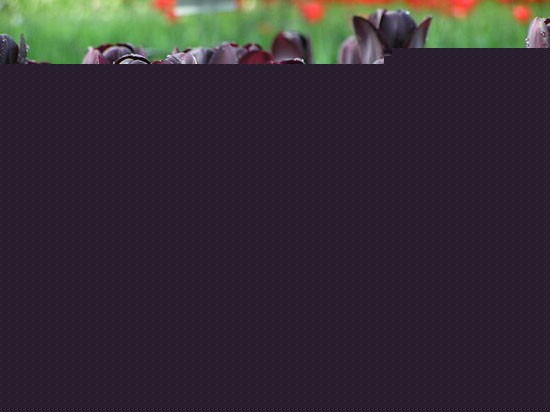 ɫ
