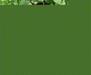 ֦ëݢͥBo