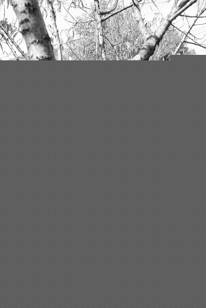 㽭ݣɽ@һ@“ρ”
