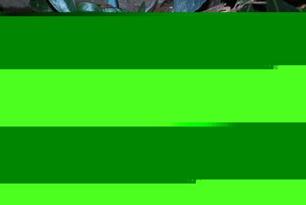 ɏӲ