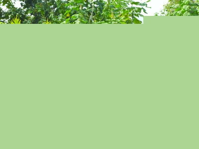 江蘇南京中華門內發現毒草 首次現身老城南 