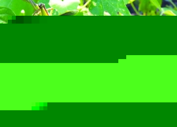 ĻɽĴx