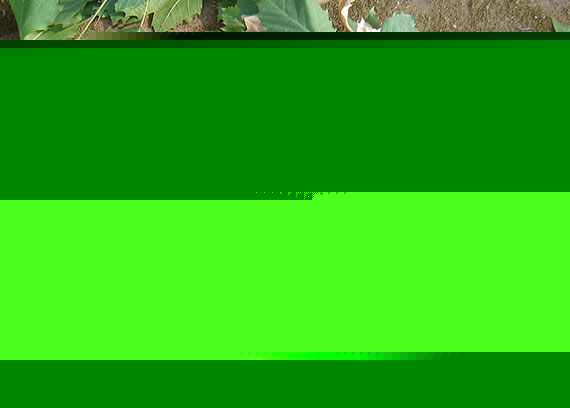 ޼ľWĻзٟ