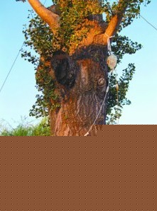 K}дᘷx