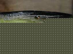 mڸ