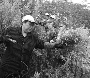 湖北沌口開始圍剿加拿大“一枝黃花”